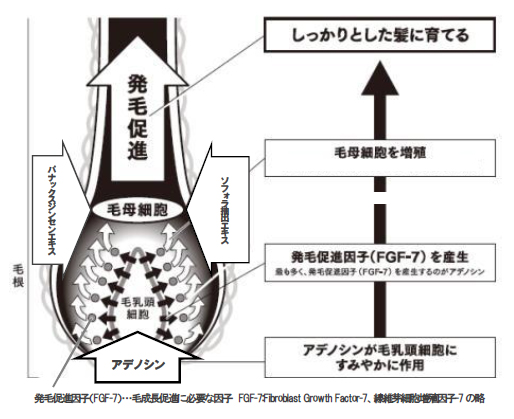 男性用スカルプケア アデノゲン よりハリ コシを与え強い髪へ導くシャンプー コンディショナーを新発売 Cnet Japan