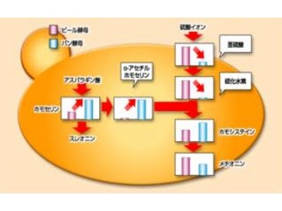 メタボローム解析を活用し、酸化防止効果のあるビール酵母の育種に成功 ～慶應大学と共同研究で、亜硫酸を多く生産し硫化水素を低減させる酵母育種法を発見～