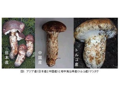 森林総合研究所がアジア産マツタケの原産国判別法を開発　～DNA分析で判別が可能に～