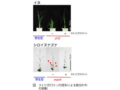 植物の枝分かれを制御する新しいホルモンを発見