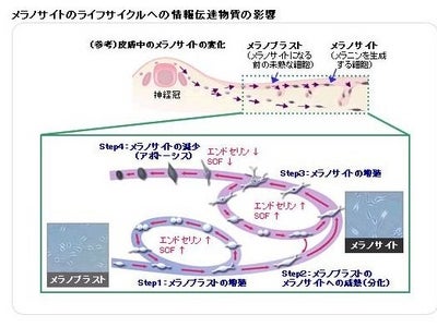 メラノサイトのライフサイクルは、情報伝達物質がコントロール