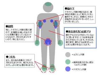 アックス シャワナビニュース『男の身体はココを洗え！汗腺MAP』発表！ ～汗腺の場所を正しく知って、念入りに洗わなくてはいけない場所をチェック～