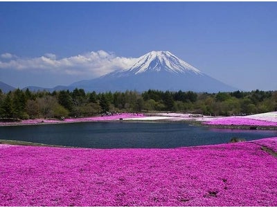 「富士芝桜まつり－特別観賞会－」の開催について