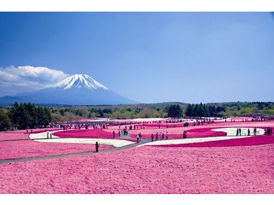 首都圏最大級約80万株に増えたシバザクラと絶景の富士山　富士芝桜まつり