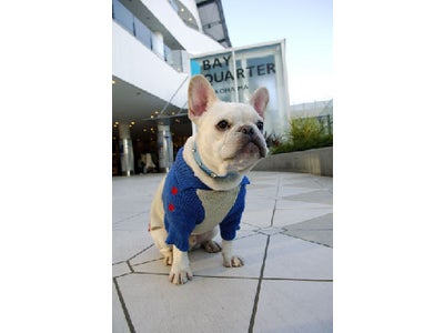 横浜ベイクォーター、“目指せグランプリ”マスコット犬コンテスト開催！