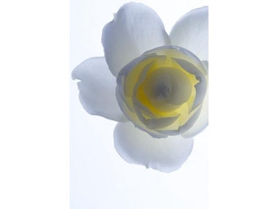 イデーショップ 自由が丘店　林雅之写真展「Living Flowers」開催のお知らせ