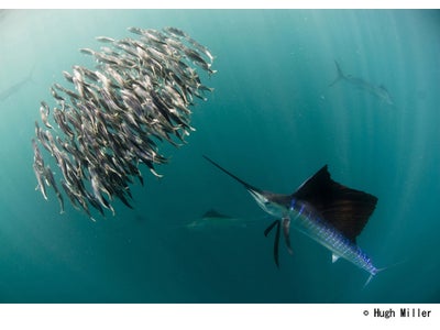 BBC EARTH 2010 Ｌｉｆｅ　生命という奇跡　WOWOWで放送！