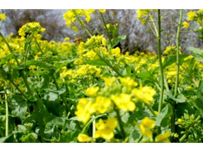 「旬の春野菜で季節を味わう！」microdiet.netレポート