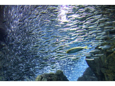 「気付いたときには重症化している動脈硬化の恐怖」　microdiet.netレポート