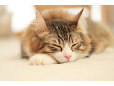 「寝る子はやせる？睡眠とダイエットの深い関係」microdiet.netレポート
