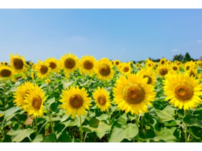 夏本番前に知っておきたいミネラルの話　microdiet.netレポート