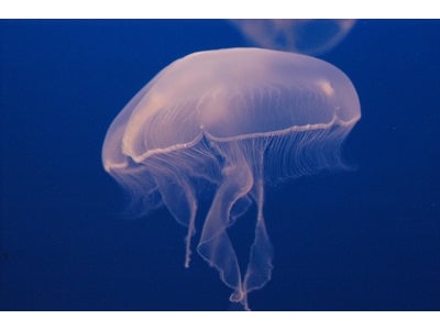 アーバンドック ららぽーと豊洲、話題のドクターフィッシュが楽しめる参加型イベント『新江ノ島水族館がららぽーと豊洲にやって来る！』 開催（9/18）