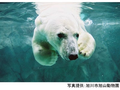 東京お台場の体験型科学館「ソニー・エクスプローラサイエンス」 旭山動物園を３Ｄ映像で体感しよう！ 「３Ｄ　ハイビジョン旭山動物園」を2月7日（日）より上映開始