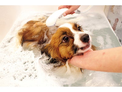【ホテル日航大阪】ペットホテルとの提携で愛犬を安心サポート　送迎付き「ドッグプラン」発売！