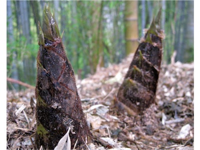 春の恵みを収穫して、地球温暖化防止と地産地消をＷで体験！ 春の万博公園 「たけのこ狩り 竹林保全体験と筍ランチ」