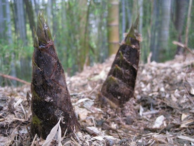 ホテル阪急エキスポパーク　春の恵みを収穫して、地球温暖化防止と地産地消をＷで体験！春の万博公園 「たけのこ狩り 竹林保全体験と筍ランチ」