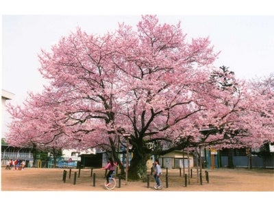 アイデムフォトギャラリー[シリウス]　大沼英樹写真展　「お伽噺桜 （おとぎばなしざくら）」　期間：2012年3月22日（木）～ 3月28日（水）