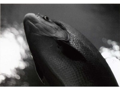 アイデムフォトギャラリー[シリウス]　公益社団法人日本写真家協会写真展「JPS 2011年新入会員展　―私の仕事―」　期間：2011年7月14日（木）～7月20日（水）