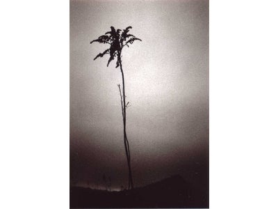 アイデムフォトギャラリー[シリウス]　水出雅士　写真展「忘却」　期間：2012年1月26日（木）～2月1日（水）