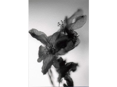 アイデムフォトギャラリー[シリウス]　 原岡千年子　花の写真展「いろはにほへとちりぬるを」　期間：2011年6月2日（木）～6月8日（水）