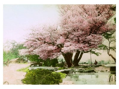 ナショナル ジオグラフィック チャンネル 日米桜寄贈100周年「エリザ・シドモア」写真展　開催 ランドマークプラザ（横浜）にて、3月31日（土）～4月8日（日）