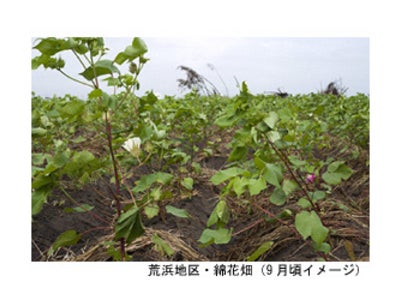Web限定　東北コットンプロジェクト　綿花畑訪問ツアー　本日10/5（水）14:00より発売開始