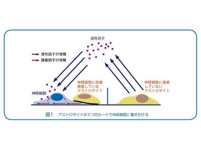 アラキドン酸は脳にどう働く?　神経細胞のシナプス形成を促進するアラキドン酸