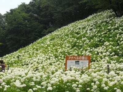 第３７回「あじさい観賞　初夏に出現　アナベルの雪山」