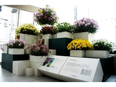 「Ginza Flower Letters」第6便 ソニービルがお届けする季節の花だより　 ～国産スプレーマム展示～