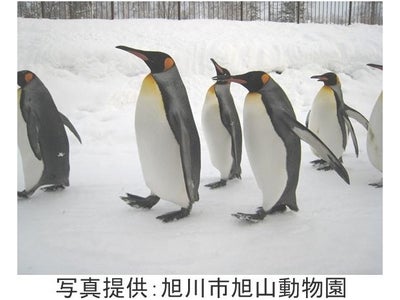 “3D映像でしか見えないモノがある” 旭川市とソニービルがお届する「3Ｄ旭山動物園」開催