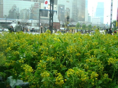 銀座  ソニービルに3,000本の菜の花畑