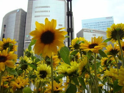 銀座　ソニービル 「ひと足早く、銀座に夏をお届けします。2009」3,000本のヒマワリ展示