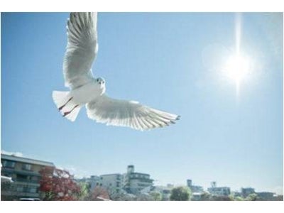 ゲッティ イメージズのフリッカーコレクション250,000枚突破 ～2009年のコレクション提供開始から、2年間で40倍の作品数へ～