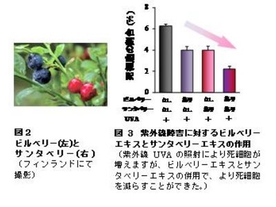 ビルベリーとサンタベリーの併用が網膜の紫外線障害を防ぐ　～わかさ生活と岐阜薬科大学の産学共同研究を学会発表～