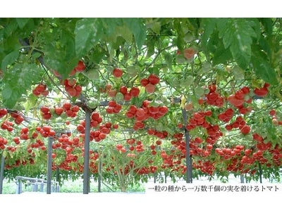 農業生産者を事業家に／生産から加工、販売までの農業生産者向け 人財育成プログラムに着手