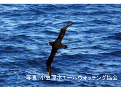 【東京諸島観光連盟】「小笠原 バードウォッチングの旅」発売
