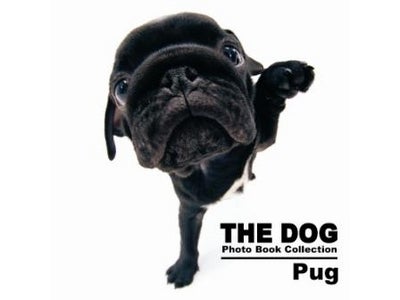 THE DOGの新シリーズ『THE DOG Photo Book Collection』発売！モデル犬募集も