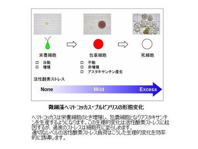 活性酸素ストレスによる細胞生理の制御に基づいた機能性バイオプロダクト生産技術の開発【産技助成Vol.67】