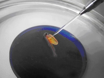 生殖細胞の異種間移植による代理親魚生殖技術の確立
