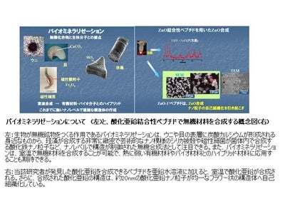 バイオミネラリゼーション技術を駆使した大腸菌へのバイオレメディエーション機能付加