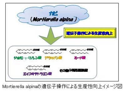 ユニークな機能性構造脂質の微生物生産プロセスの開発【産技助成Vol.27】