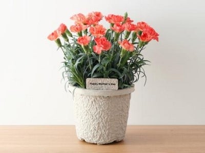 無印良品　2010年「母の日の花」発売のご案内