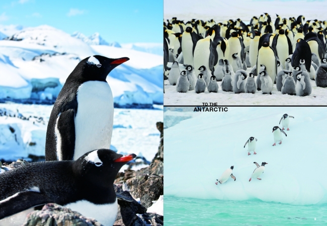 カワイイ南極の動物たちを紹介