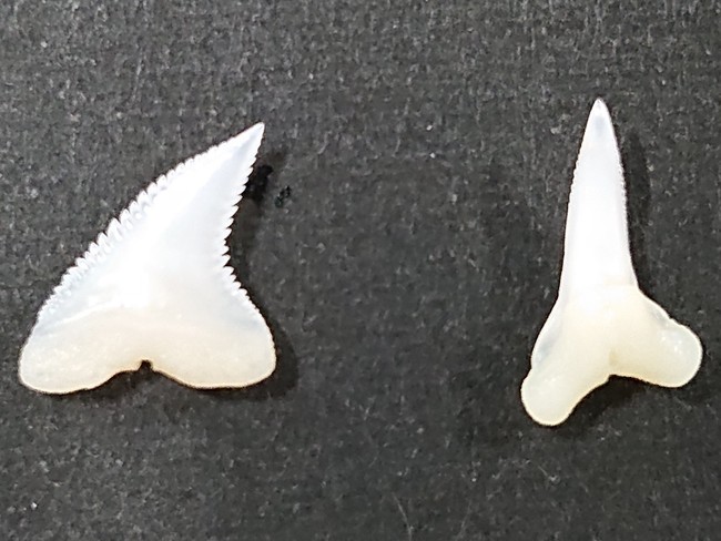 ヨシキリザメの歯