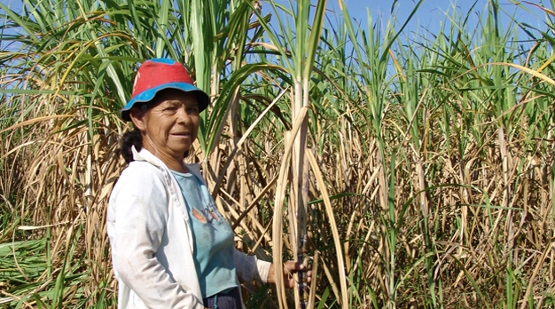 写真：パラグアイのフェアトレード砂糖生産者 (Oxfam Wereldwinkels (ベルギー)より)