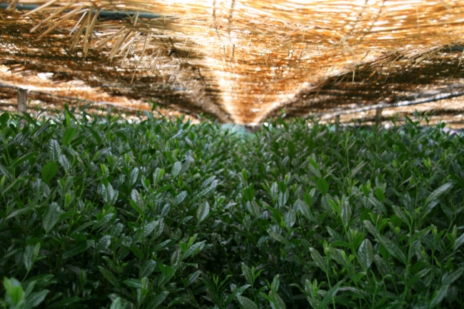 伝統本玉露製法の茶畑