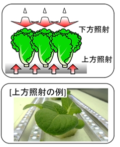 上方照射と下方照射を用いた作物栽培法