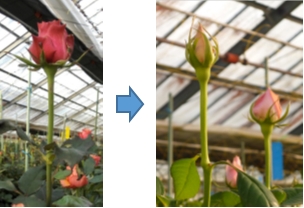 従来の重油加温器で生育した薔薇(左)に対して丸太加温器では太い茎の薔薇(右)が育っており、商品価値が上がる