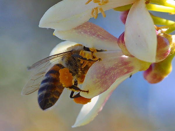 蜜蜂の健康状態にも配慮したオーガニック養蜂園で採れたビーポーレン