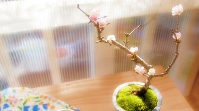 塩津丈洋さんによる「日本の山野草木」にこだわったガーデニングの連載。第一回目は鉢植えの植え替えを桜で。